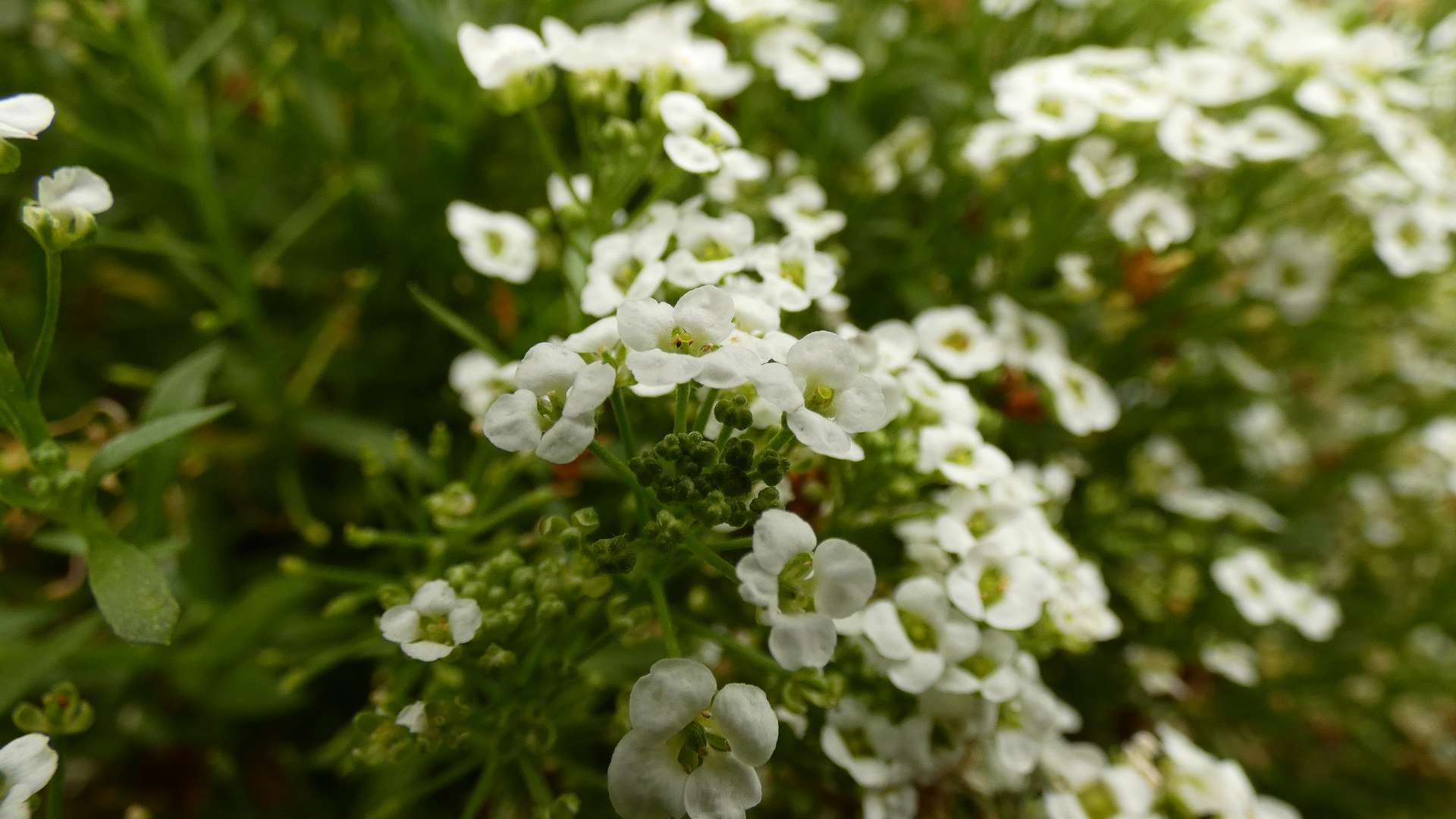 An image of the small, delicate, baby's breath flowers.