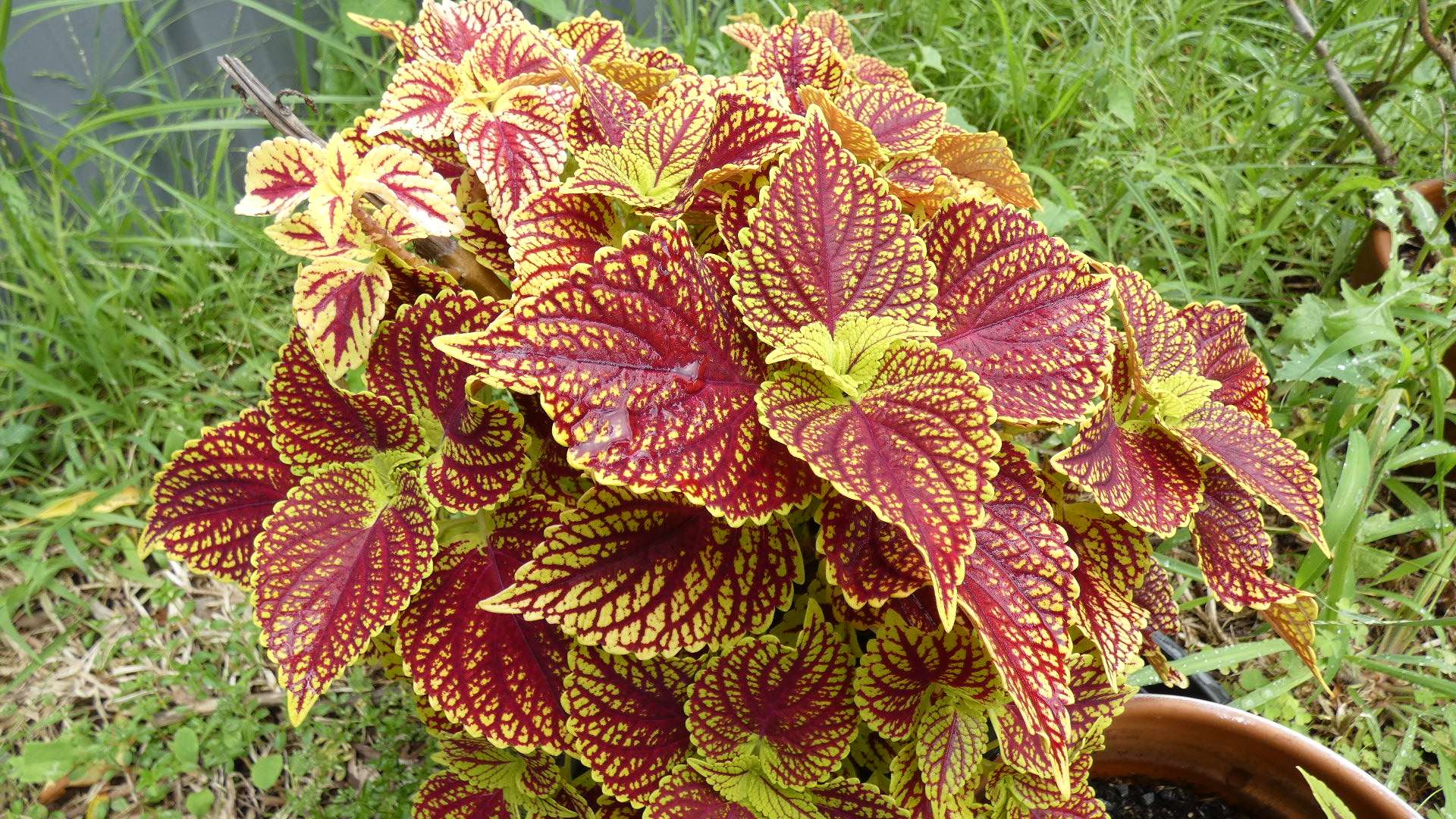 A coleus plant with vivid, red, vein details.