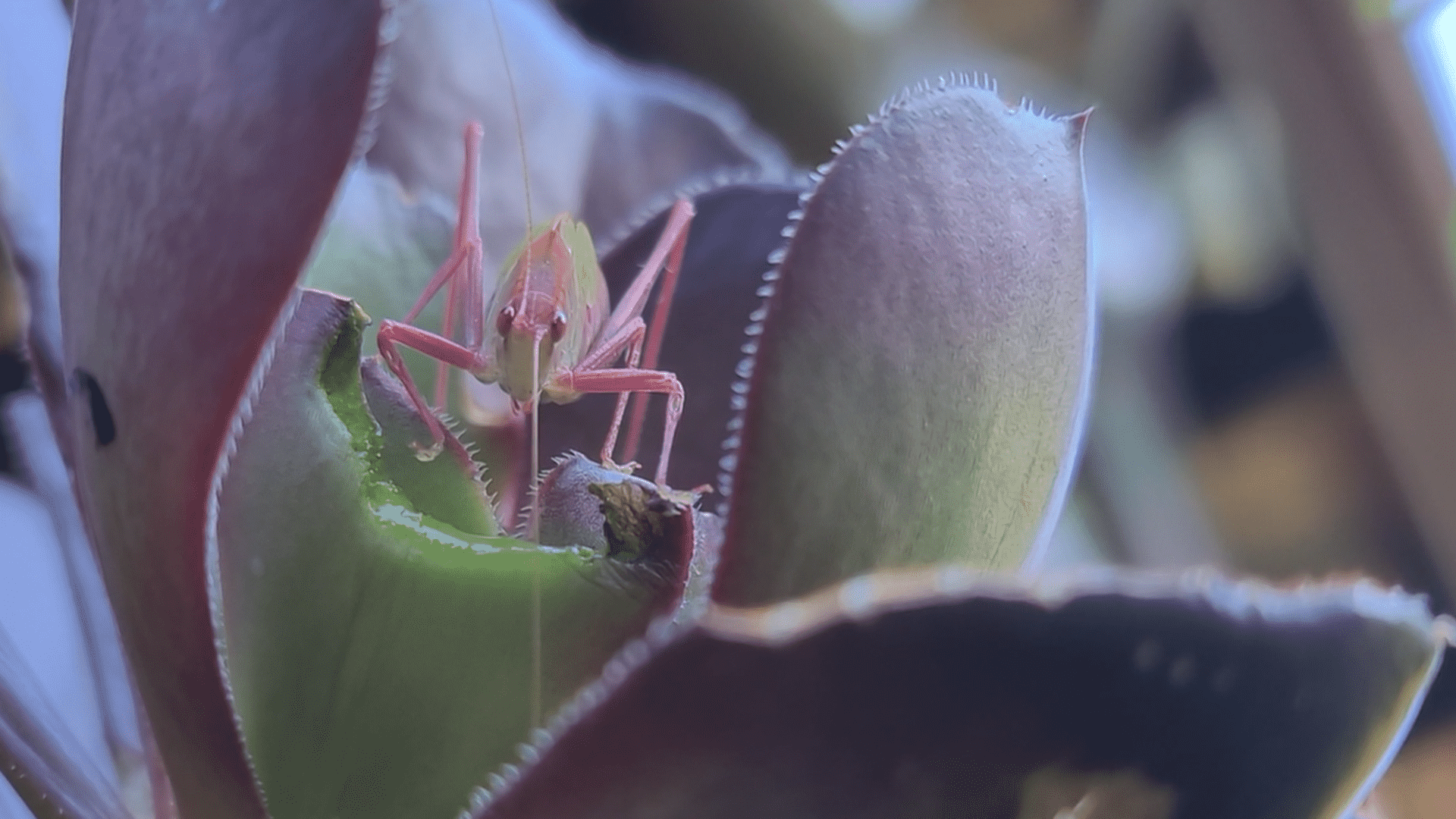 A image of a green, purple and pink bug, munching on a plant.