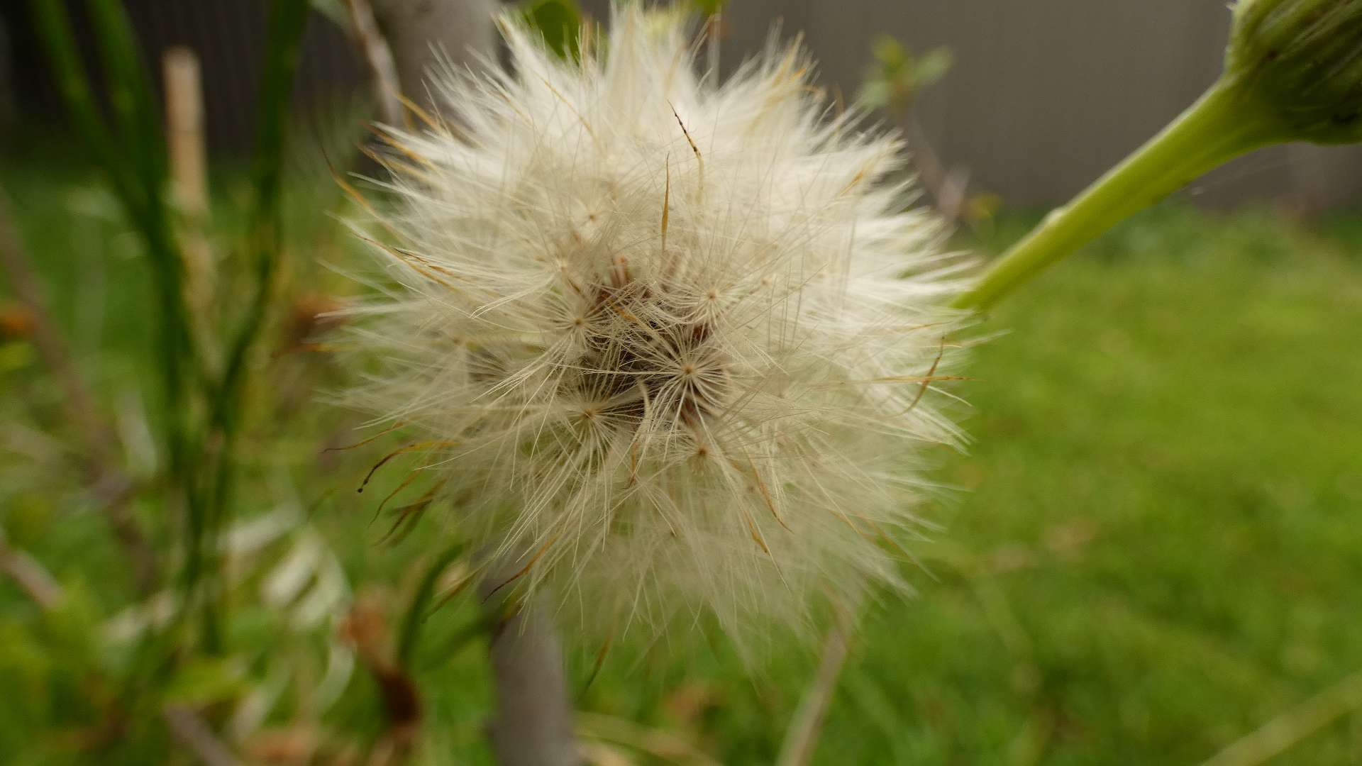 A close up image of the fluffy dandelion flower.