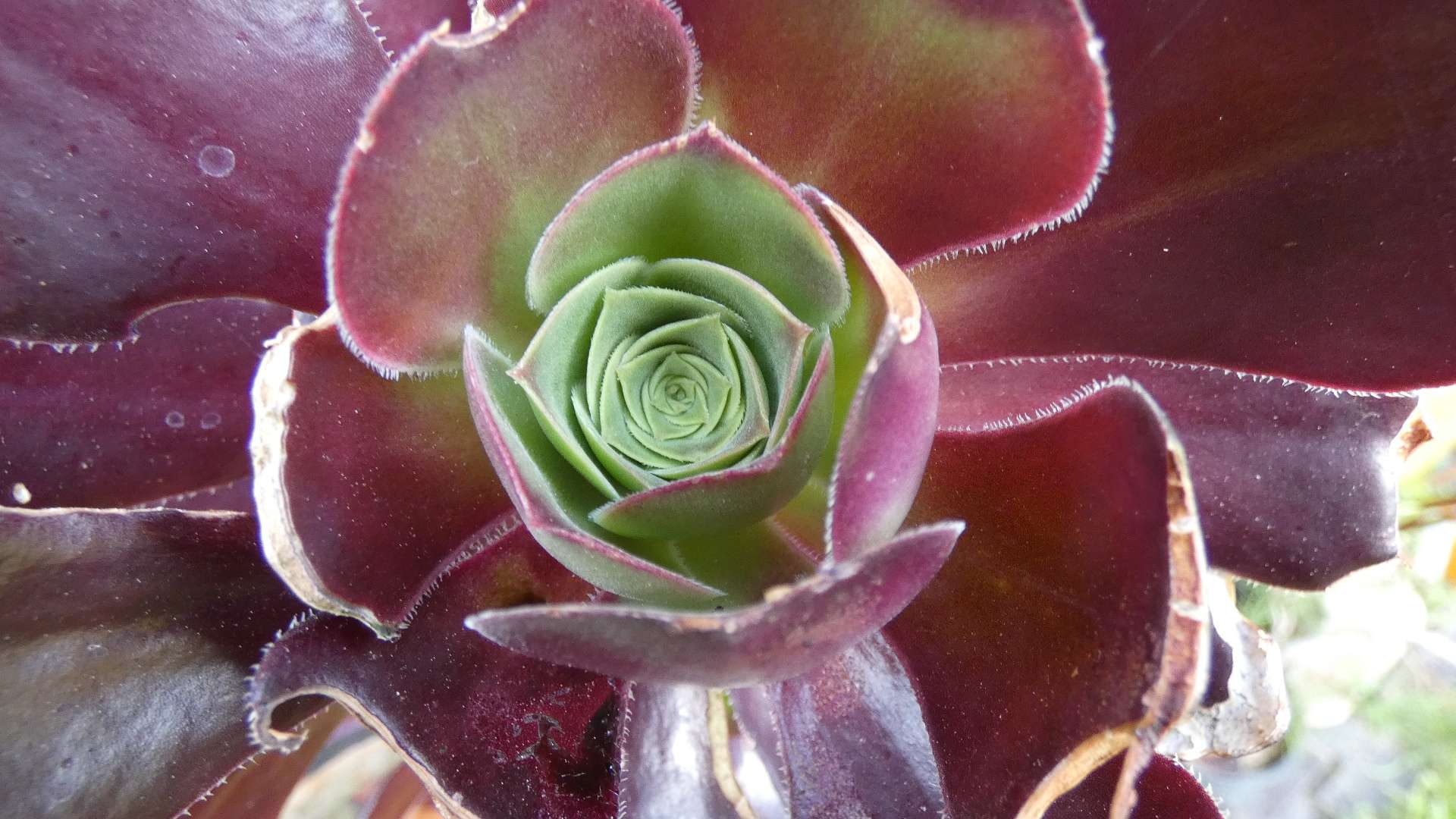 A black knight plant, captured by a close up shot.