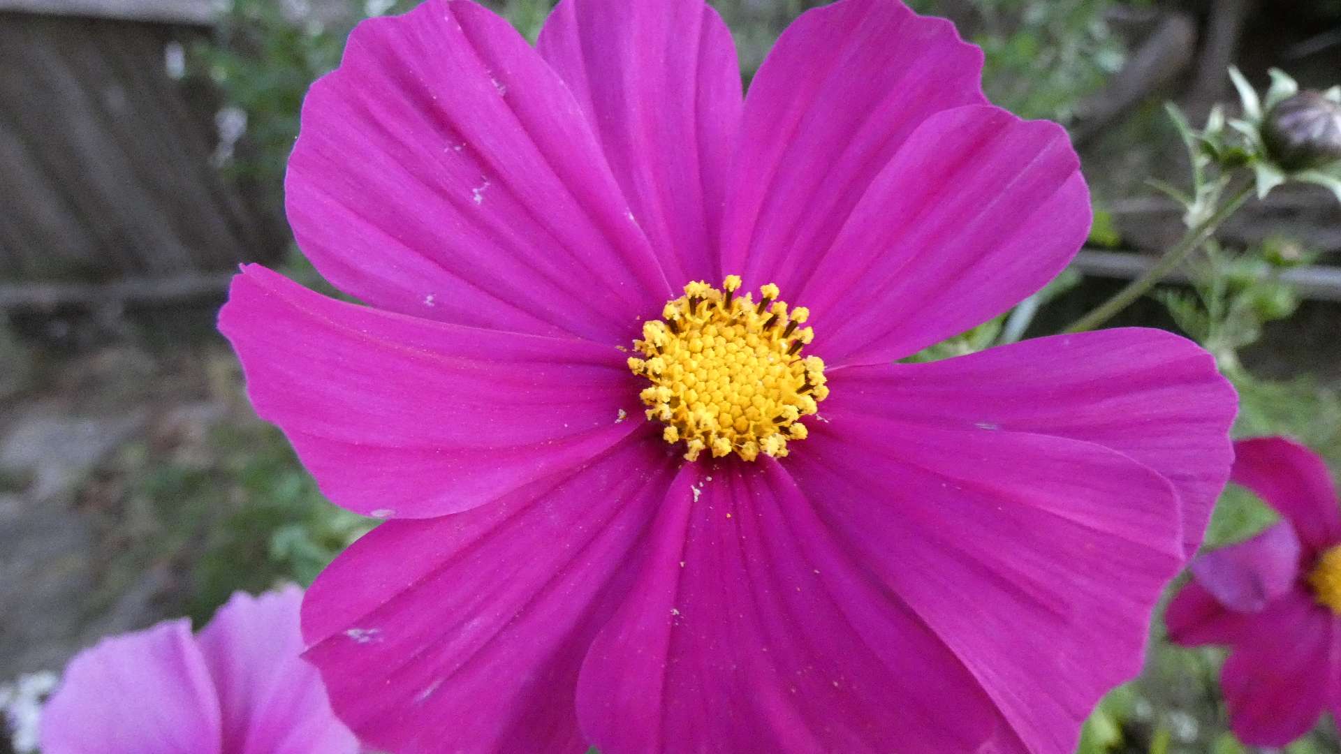 A close up image of a bright pink flower with yellow pollen in the center.