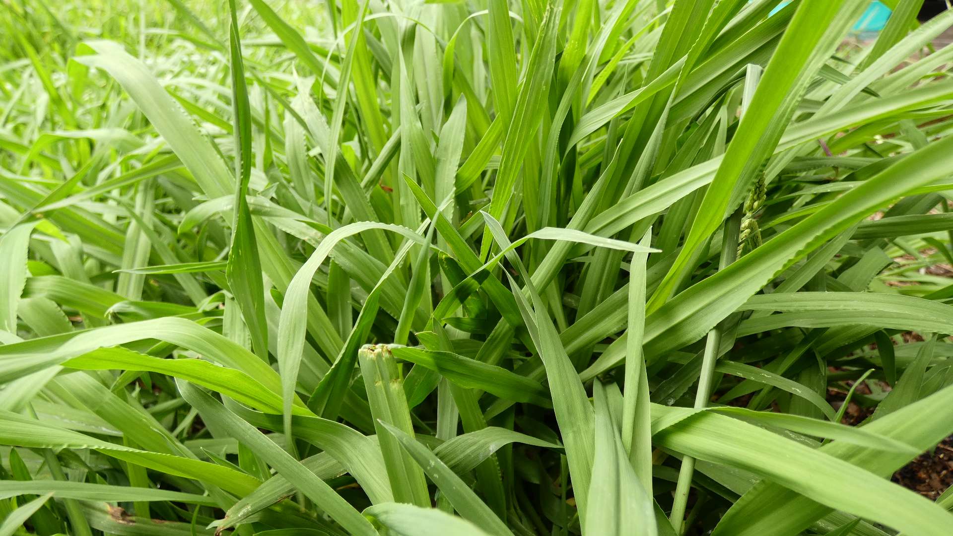 A close up image of long blades of grass.