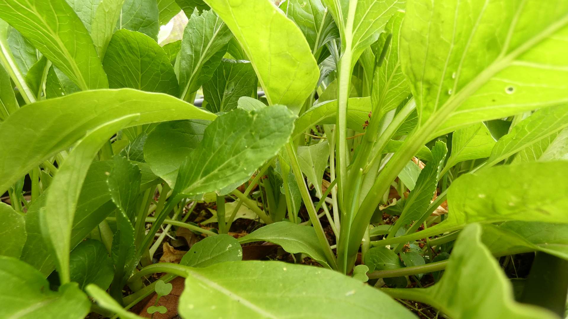 A low angle shot of bok choy.