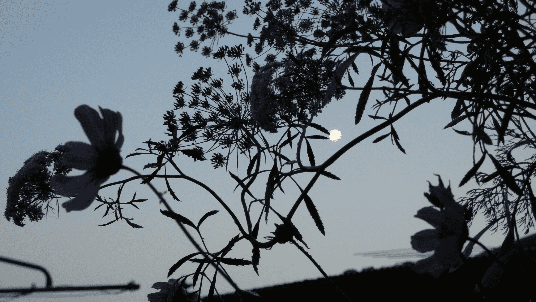 An image of the moon just after sunset, behind silhouettes of flowers and trees.