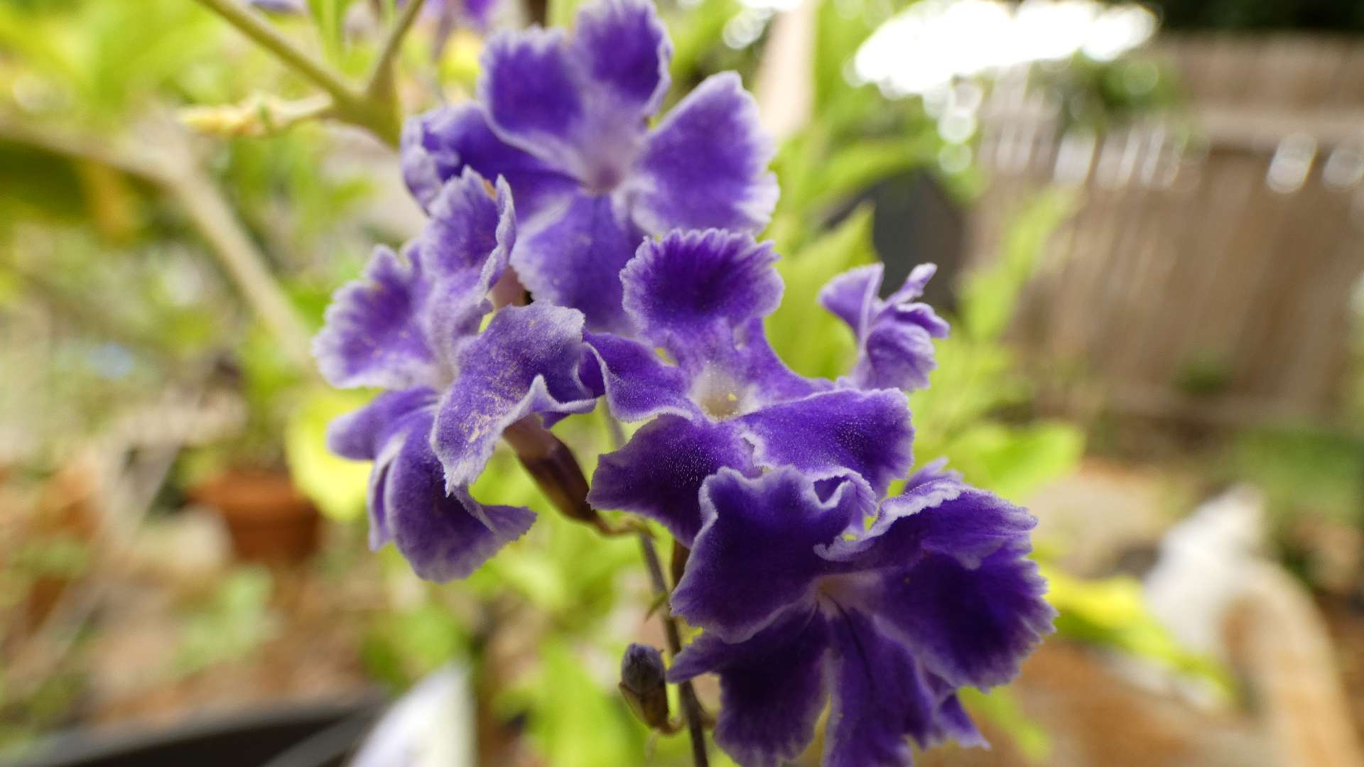 A close up of small, purple flowers.