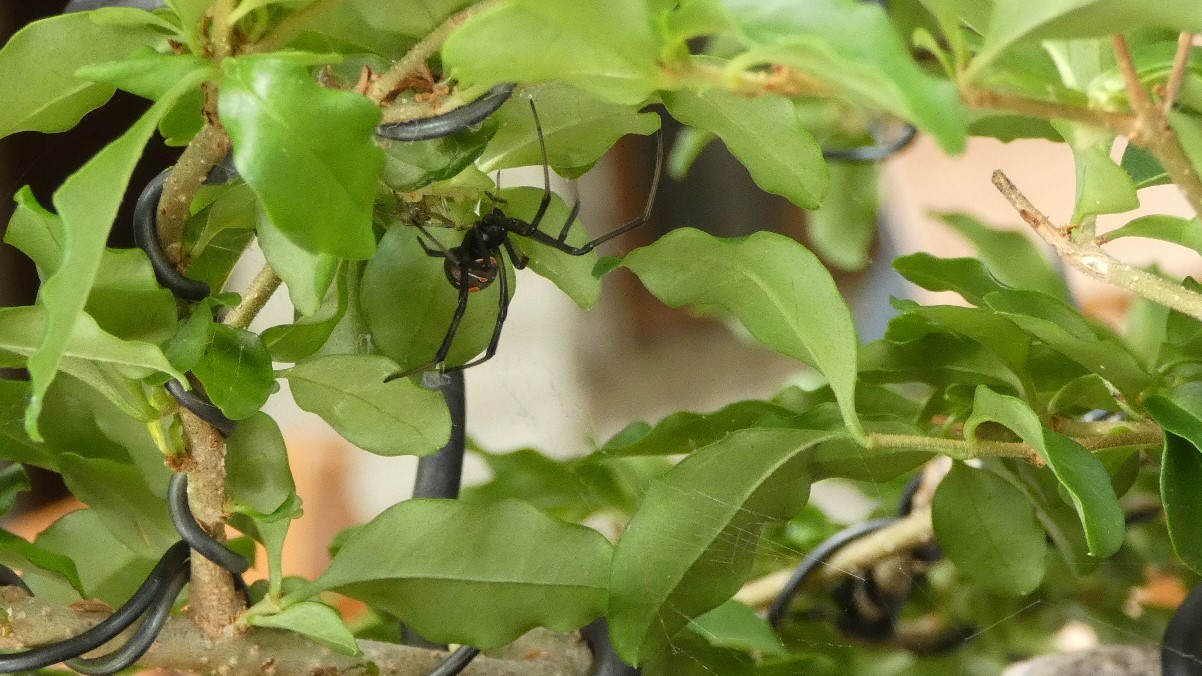 An image of a redback spider on the underside of a bonsai in training.