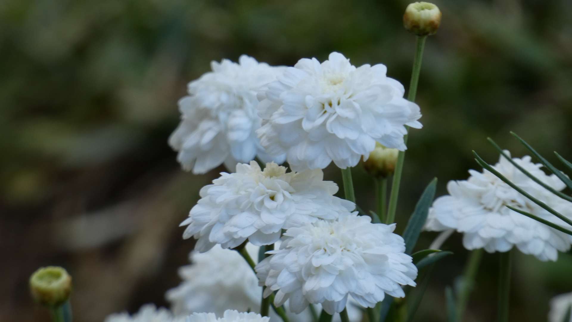 A close up of a fluffy, white daisy.